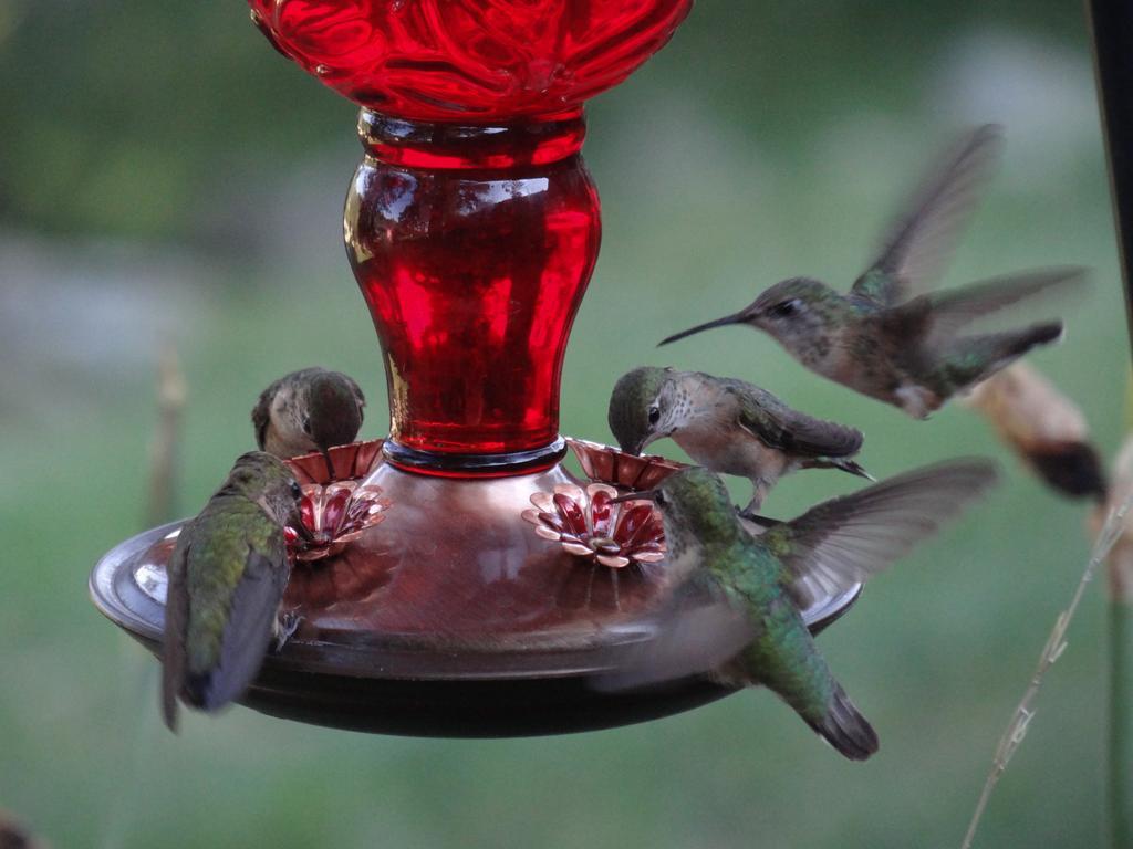 Whitebird Summit Lodge Grangeville Ngoại thất bức ảnh
